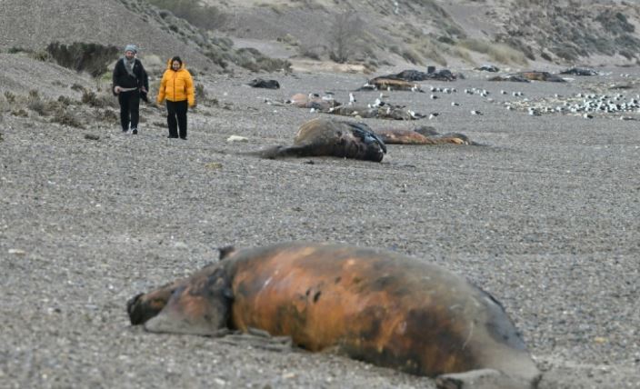 Ratusan Anak Paus di Pantai Argentina Mati Diduga karena Bakteri